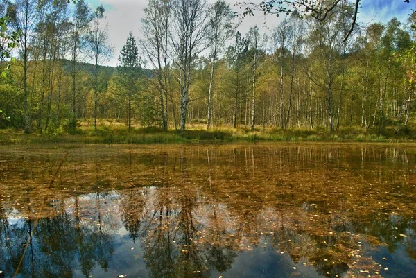 Дерева Осінніх Кольорах Над Ставком Під Хмарним Небом — стокове фото