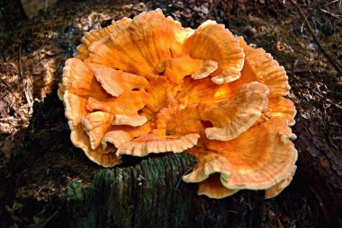 Mantar kükürt mantarı bir ormandaki bir parça