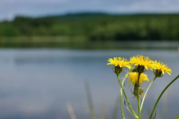 Quatro Flores Amarelas Dente Leão Fundo Com Água Turva Floresta — Fotografia de Stock