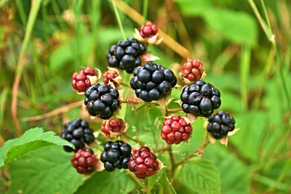 Orman meyve, Olgun ve olgunlaşmamış, ormanda çalılıkların üzerinde bir grup