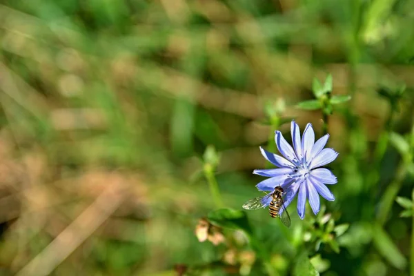 Achicoria Con Una Mosca Prado Con Fondo Borroso —  Fotos de Stock