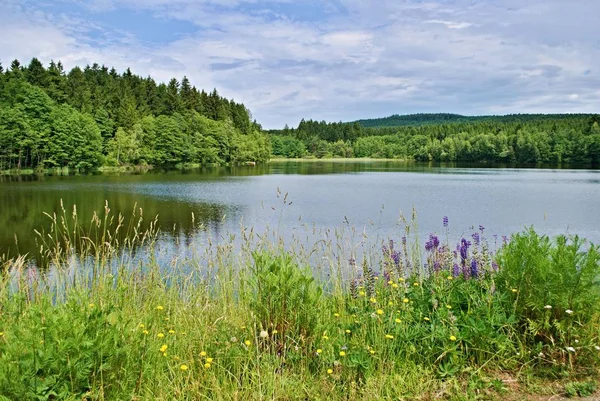 风景的看法以木头在背景 池塘和草甸在前景 图库照片