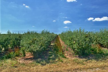 Satır olan elma ağaçlarının altında mavi bir gökyüzü güneşli bir günde bir meyve meyve bahçesi içinde
