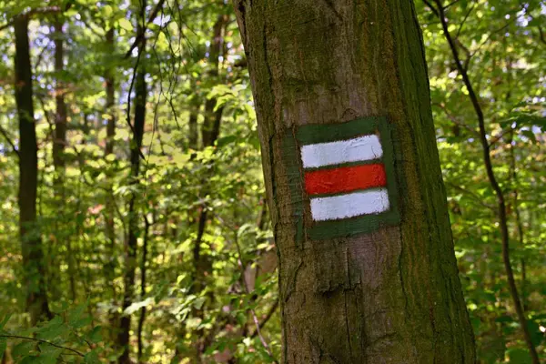 Señal Roja Corteza Del Árbol Para Turismo Bosque —  Fotos de Stock