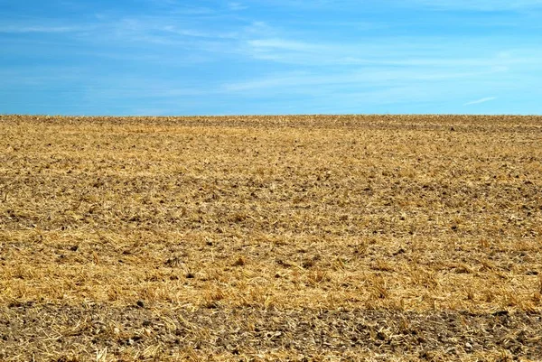 Anız mavi gökyüzü ile hasat sonra olan bir alana