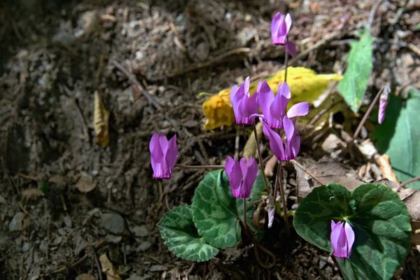 Plusieurs Fleurs Violettes Cyclamen Dans Une Forêt Photos De Stock Libres De Droits