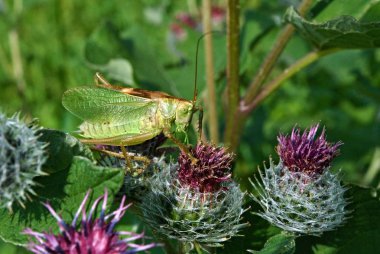 Yeşil çekirge yeşil çayır, yakın çekim
