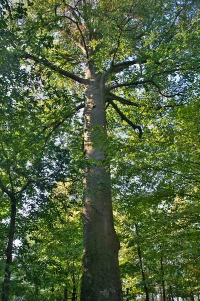 Alto Albero Fogliare Nel Bel Mezzo Una Foresta — Foto Stock