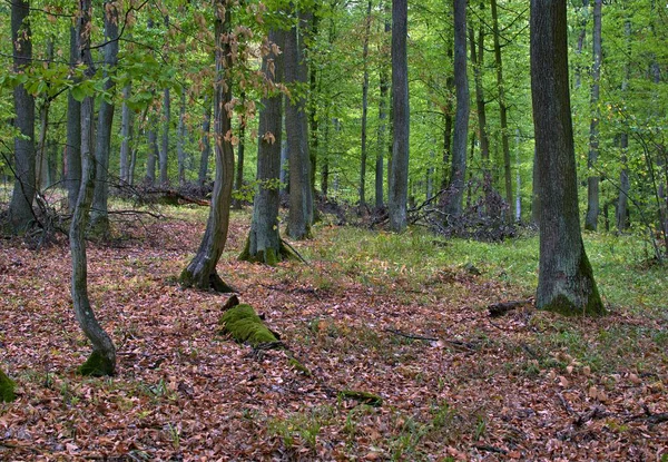 Lövskog med nedfallna löv och grenar — Stockfoto