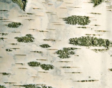 Doğal arka plan, huş ağacı kabuğu