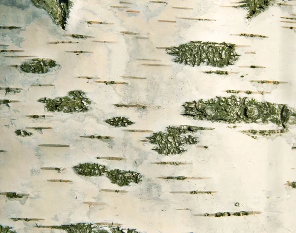 Doğal arka plan, huş ağacı kabuğu