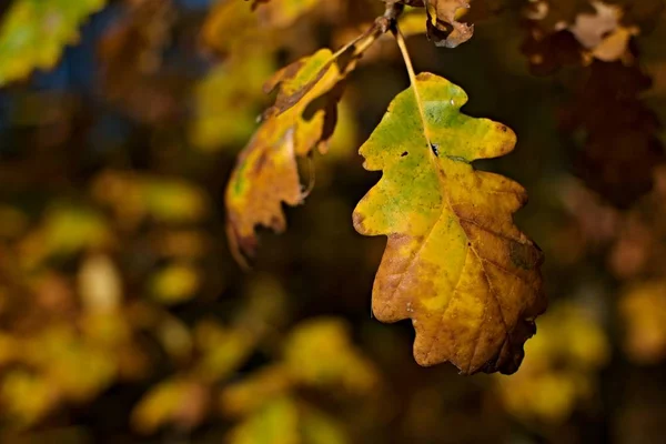 Oak leaf in autumn against blurry background — Stock Photo, Image