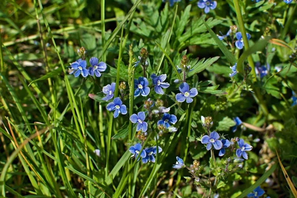 Verónica flor en flor de hierba en primavera —  Fotos de Stock