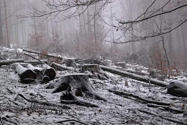 Kar, dallar ve kütükler ile sis donmuş orman