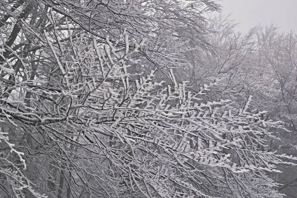Ветка с большим количеством снега, образованного ветром — стоковое фото