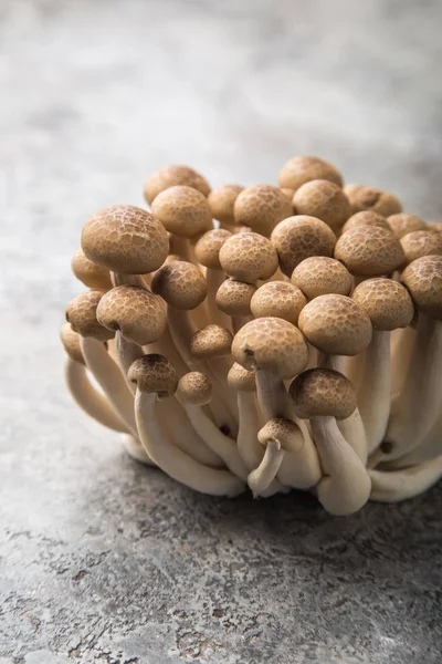 Fresh Brown Shimeji Mushrooms Selective Focus — Stock Photo, Image