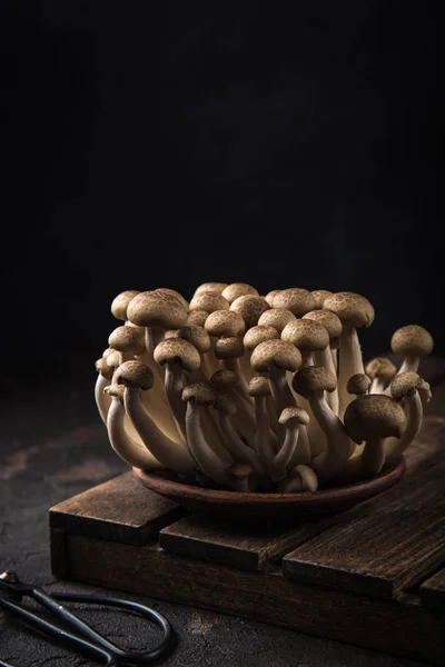 Cogumelos Shimeji Castanhos Frescos Foco Seletivo Fundo Escuro — Fotografia de Stock