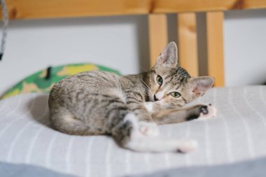 Doğa ışığı uykucu kediyi örtüyor.