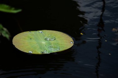 Nilüfer yaprağına su damlası