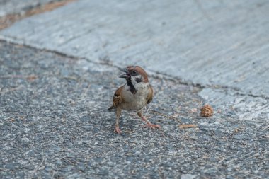 Serçe yerde duruyor.