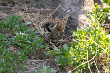 Sparrow yiyecek arıyor.