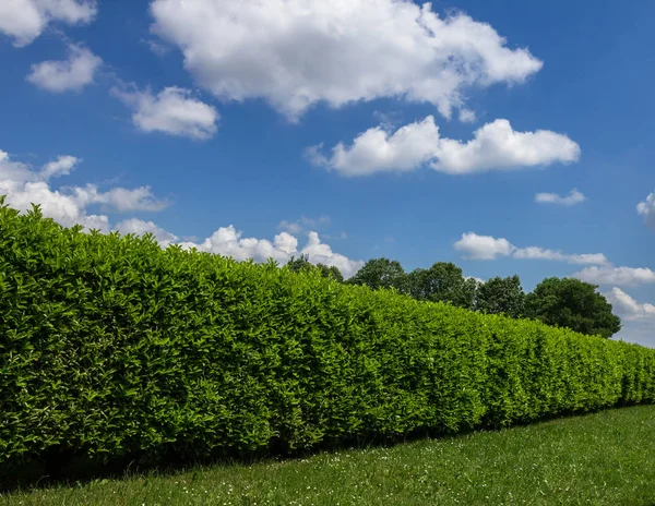 Geen Grass Hedge Amazing Sky — Stock Photo, Image