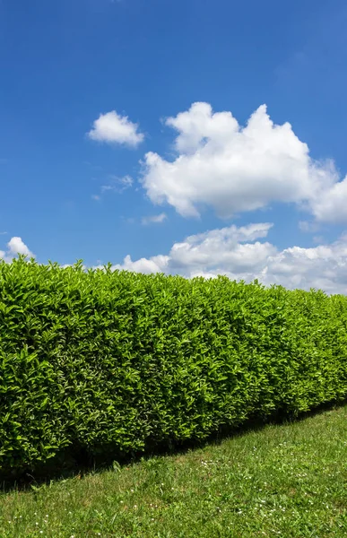 Green hedge in a garden, with blue sky and white clouds as background. Space for text.
