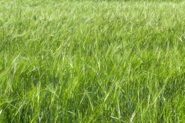 Green Wheat Field Sunshine Wheat Ears Rich Harvest Concept — Stock Photo, Image