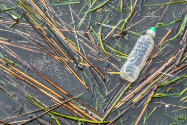 Plastik şişe, gölün Durgun suda yüzen çöp. Kirliliği. Ekosistem imha