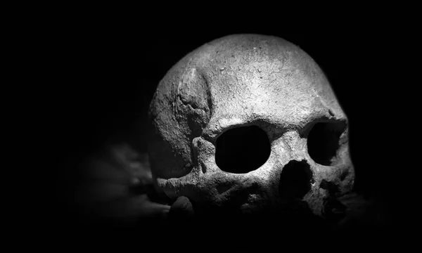 Real Skull Dark Background — Stock Photo, Image