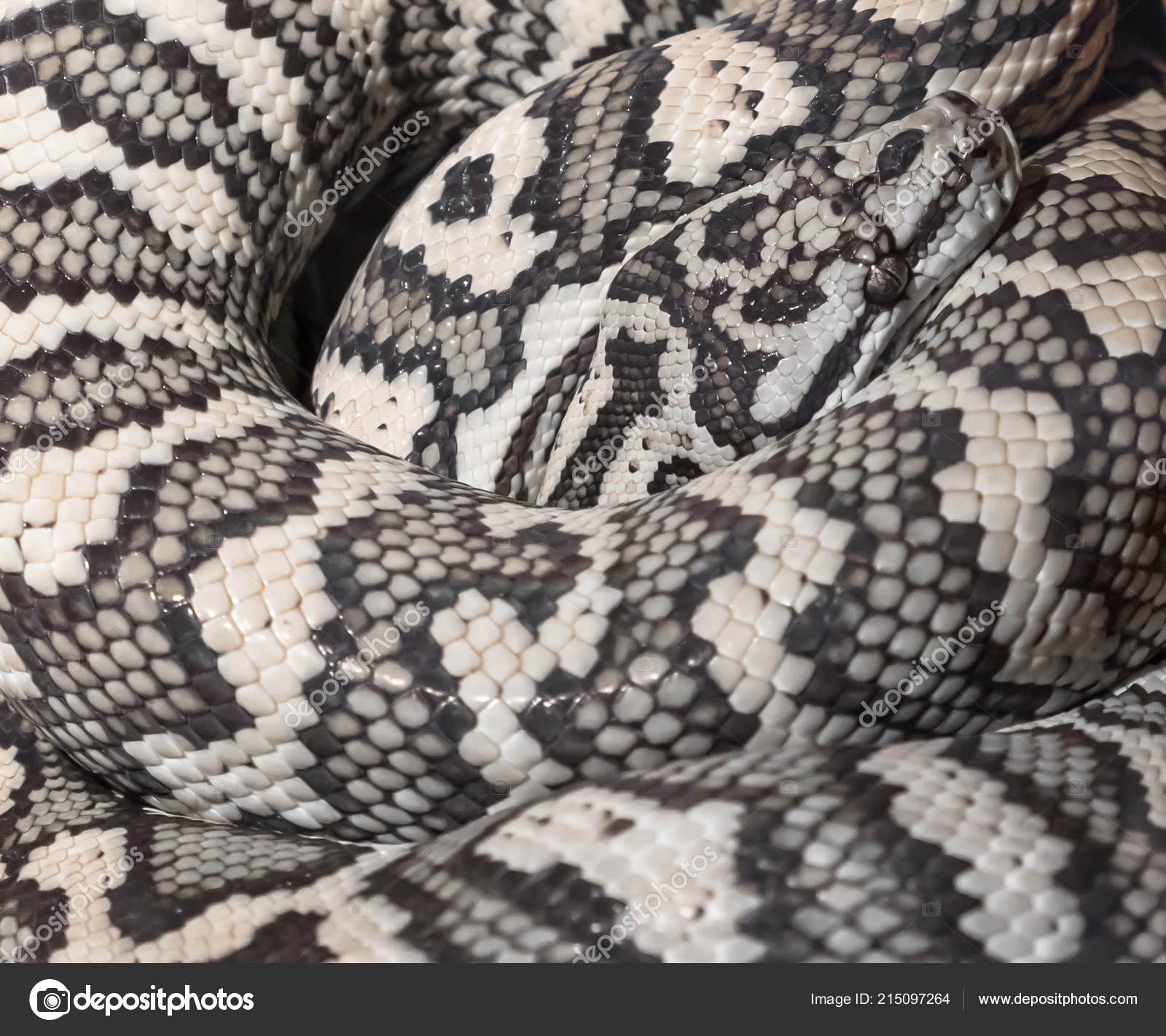 How Much Do Jungle Carpet Pythons Cost Carpet Vidalondon