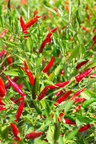 Closeup of Fresh red chillies growing in a vegetable garden. It can be used for textures and backgrounds.