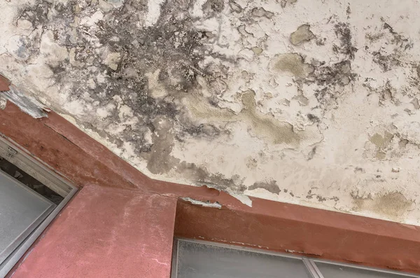 Siyah küf gelişimi ve terk edilmiş bir otel veya ev tavan lekesi.