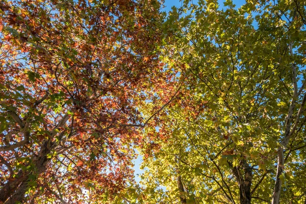 Autumn Trees Background Blue Sky Sunny Day Bottom View — Stock Photo, Image