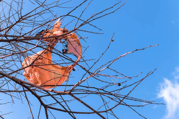 木の枝に巻き込まれ燃やされたフライング ランタンのままにします 魔法の空のランタン フェスティバルの隠された危険性 — ストック写真