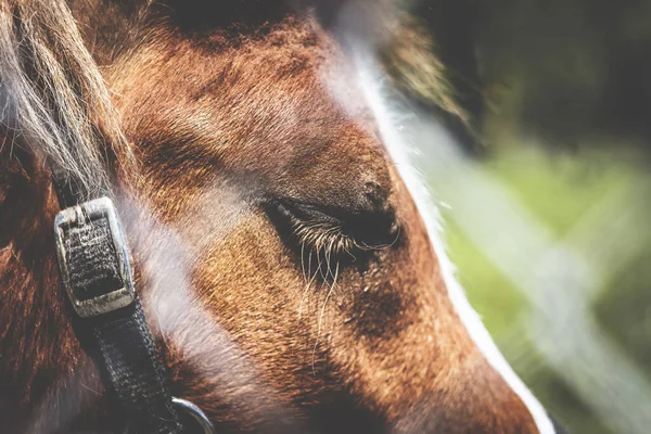 Koşumlu Bir Atın Üzgün Yüzü Gözleri Kapalı Retro Tarzı Fotoğraf — Stok fotoğraf