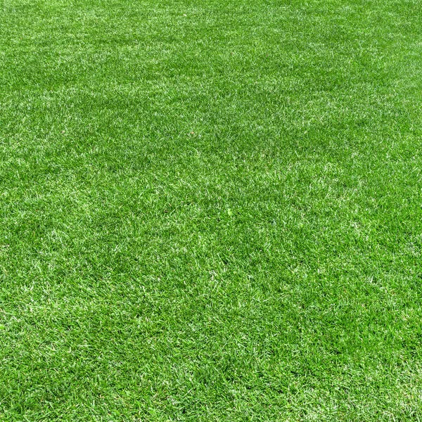 Grass Background Green Grass Natural Just Cut Ideal Texture Backgrounds — Stock Photo, Image