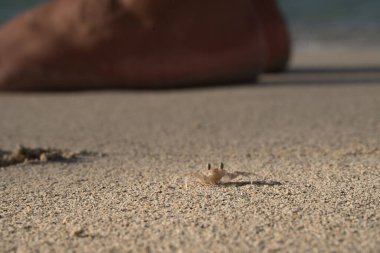 Kumsaldaki küçük yengeç