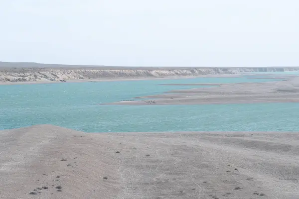 patagonya Atlantik kıyıları Valdez, Galler ve penguenler plajı 