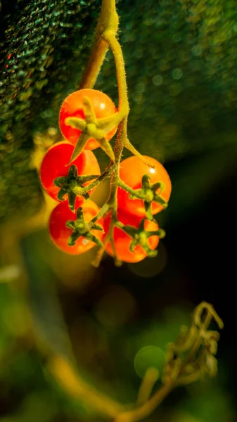 Balkondaki çiğ sebze bahçesi. 