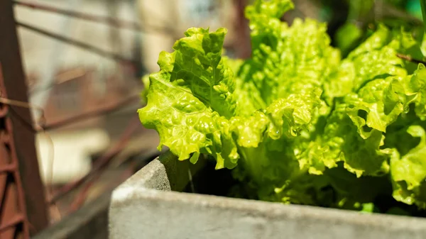 Balkondaki çiğ sebze bahçesi. 