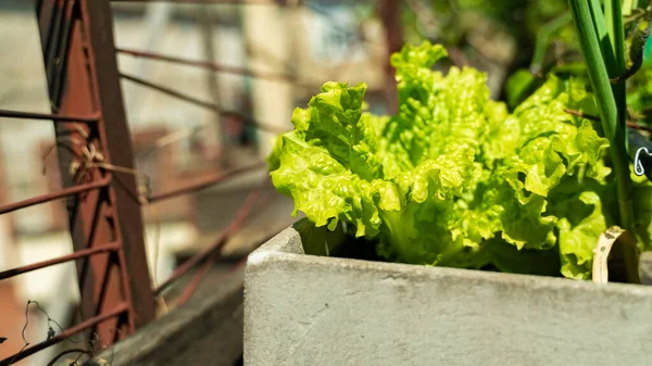 Balkondaki çiğ sebze bahçesi. 