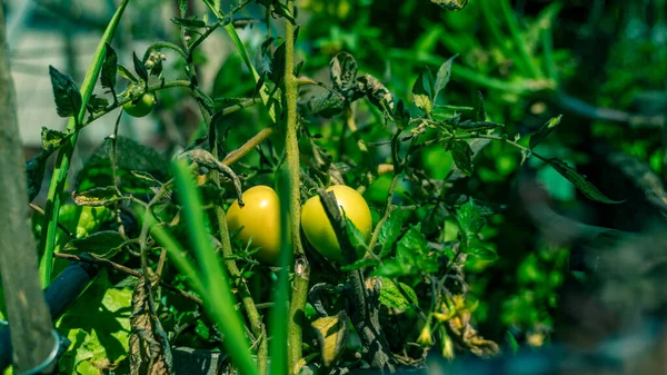 Casa Jardim Vegetais Crus Pote Varanda — Fotografia de Stock