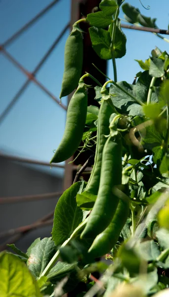 Balkonda bezelye kabuğu. Evde sebze bahçesi.