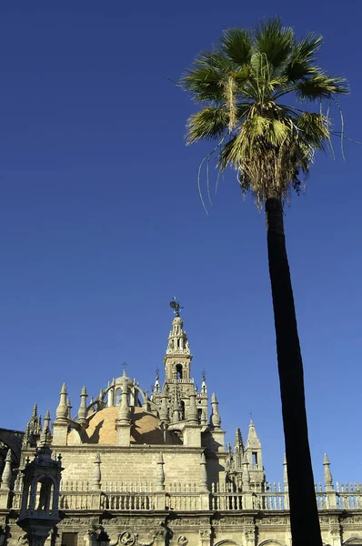 Seville Spain Palm Tree Next Cathedral Seville — Stock Photo, Image