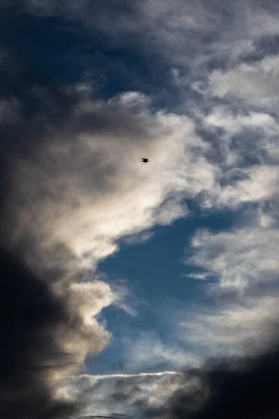 曇り空を飛ぶ鳥 — ストック写真