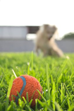 Köpek çimlerin üzerinde topuyla oynuyor..