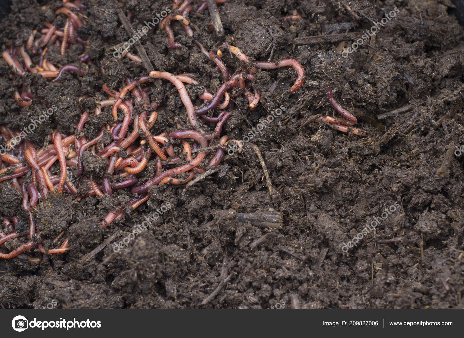 Grain Worms Vermicomposting Fertilizer Production Texture Dirty Dark