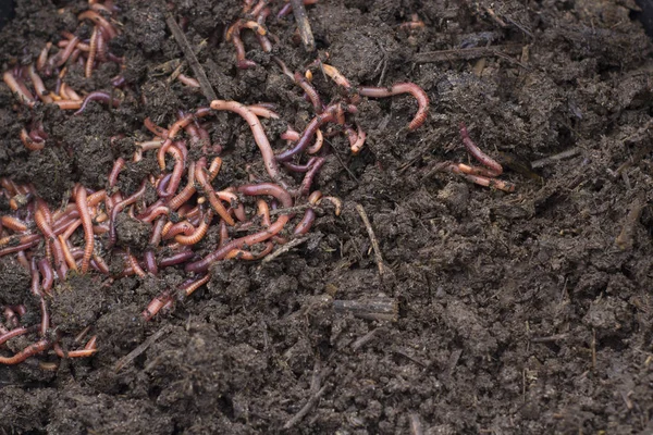 Grain Dengan Worms Vermicomposting Untuk Produksi Pupuk Tekstur Dirty Dark — Stok Foto