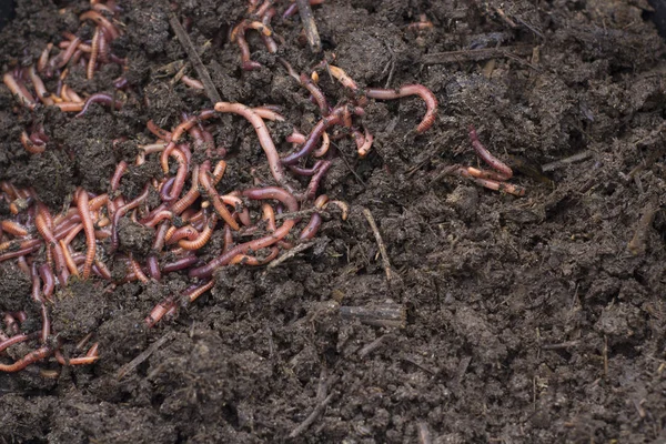 Tahıl Worms - Vermicomposting Gübre üretimi için ile. Kirli koyu Humus doku pıhtı Worms ile.
